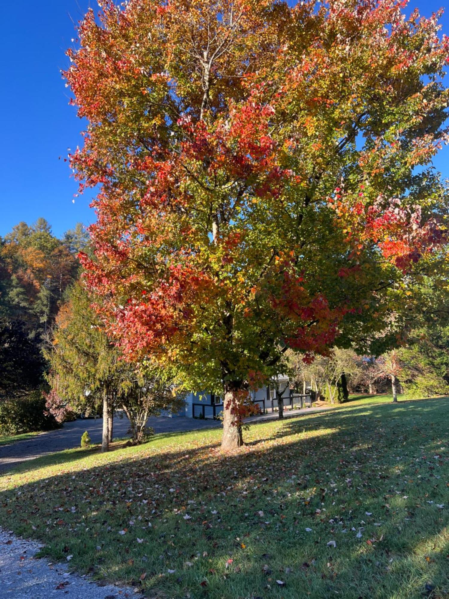 Firefly Fields 2-Acres With Guest House, Game Room, Mountain & River Views Sevierville Exteriér fotografie